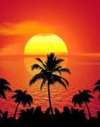 tropical, summer, sunset